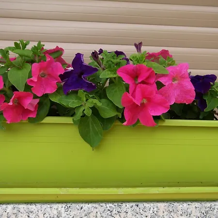 Dei Fiori Apartman *